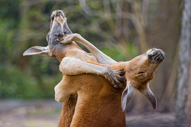 post_kangaroos_fighting